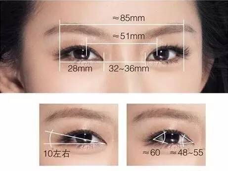 即眼的睑裂宽度,内眦间距,外眦至耳距应大致相等.